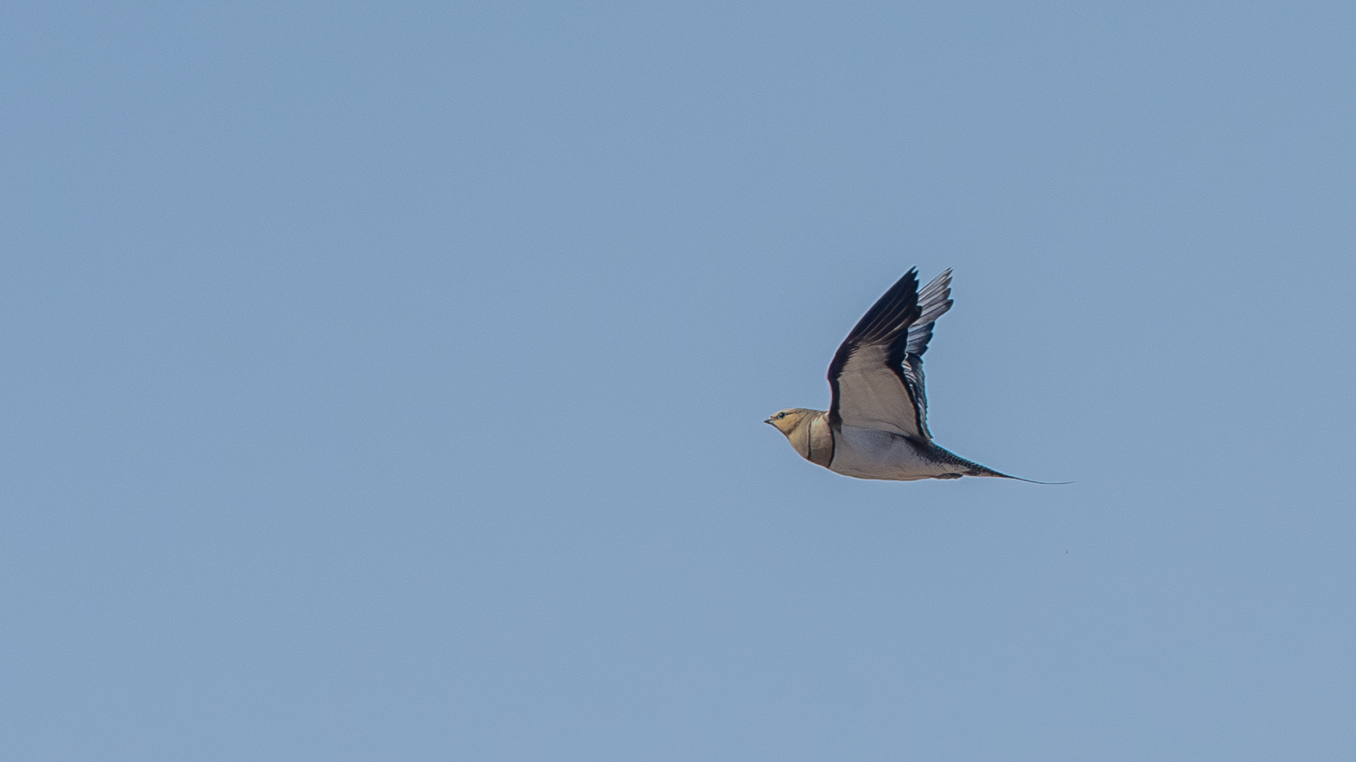 Pin-tailed Sandgrouse